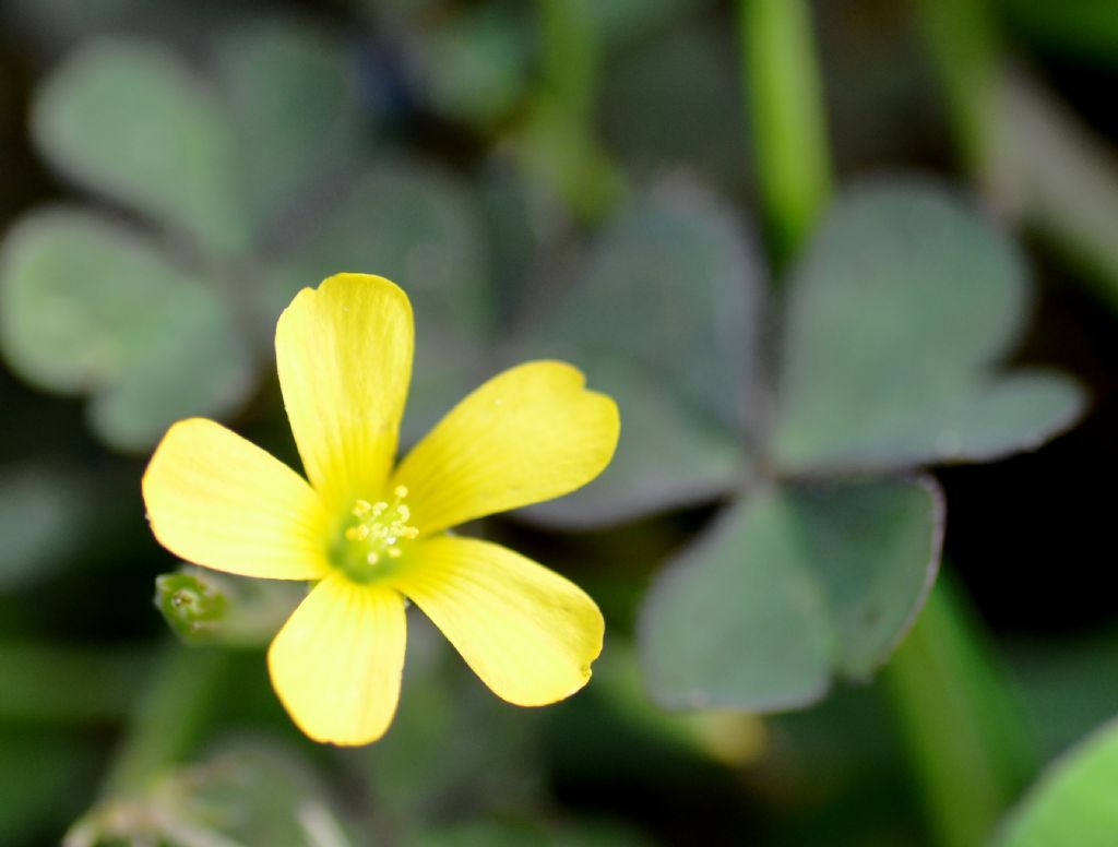 Oxalis stricta